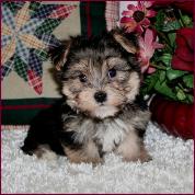 morkie picture