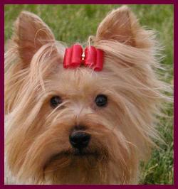 yorkie
