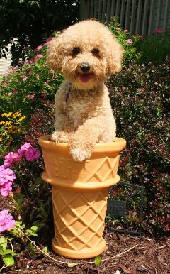 Poochon Puppy in a cone