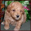 poochon