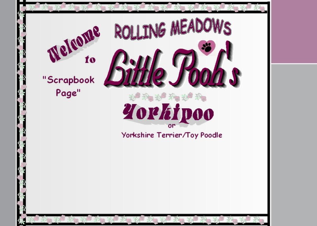 Yorkipoo Puppies - Rolling Meadows Puppies