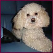 Bichon POodle Bobo Puppy