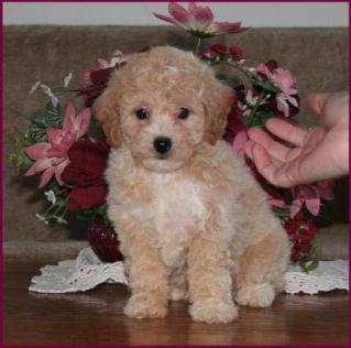 Poochon Puppy