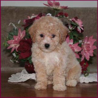 Poochon Puppy