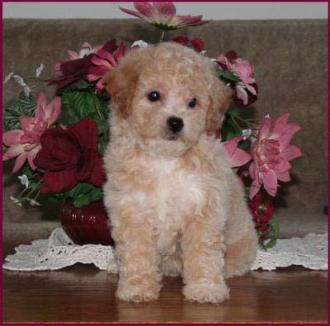 Poochon Puppy