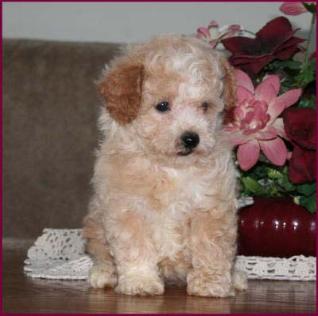 Poochon Puppy