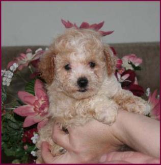 Poochon Puppy