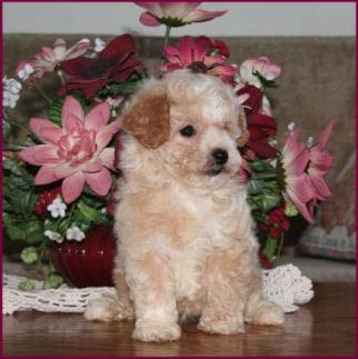 Poochon Puppy