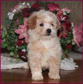 Poochon Puppy