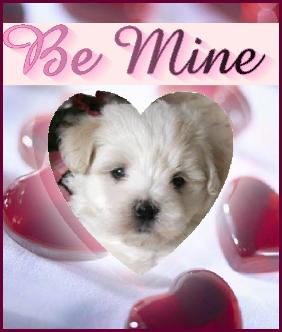 Maltichon Puppy