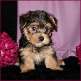 morkie