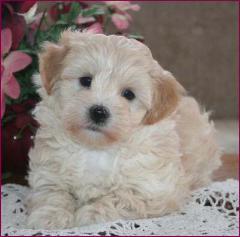 Maltipoo Puppy