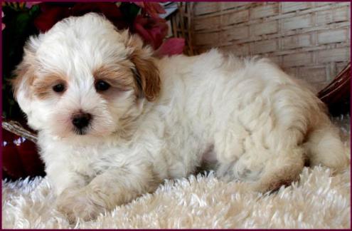 Maltipoo Puppy