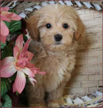 Maltipoo