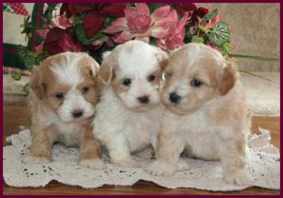 Maltipoo Puppy