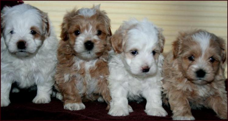 Maltipoo