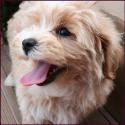 Maltipoo puppy