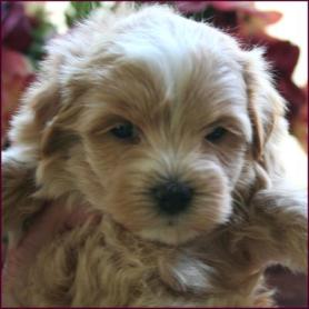 Maltipoo