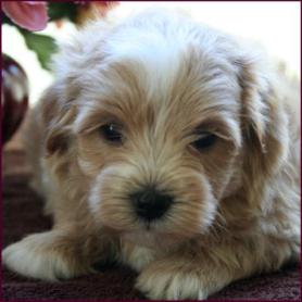 Maltipoo