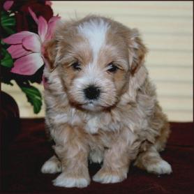 Maltipoo