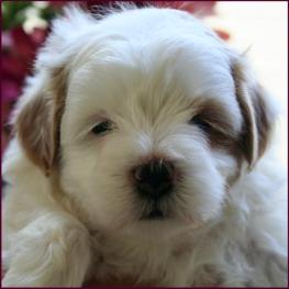 Maltipoo