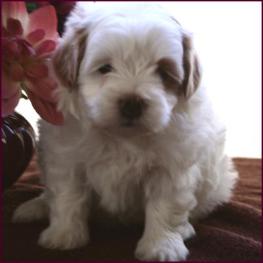 Maltipoo