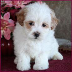 www.rollingmeadowspuppies.com