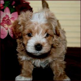 Maltipoo