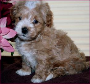 Maltipoo