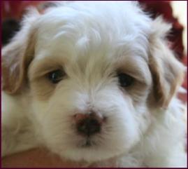 Maltipoo