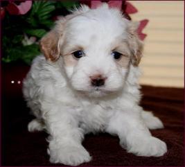 Maltipoo