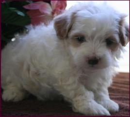Maltipoo