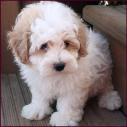 maltipoo