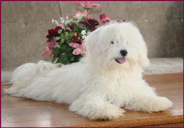 Maltese