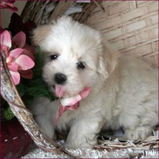 Maltese Bichon Mix or Maltichon Puppy