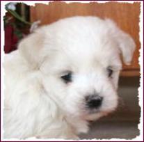 Maltchon - Maltese Bichon