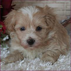Maltipoo