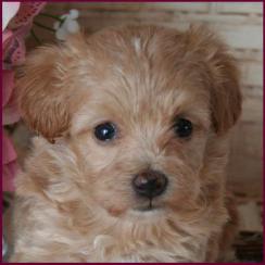 Maltipoo