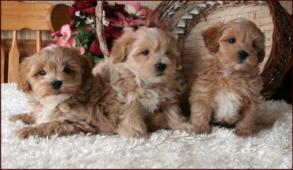 Maltipoo Puppies