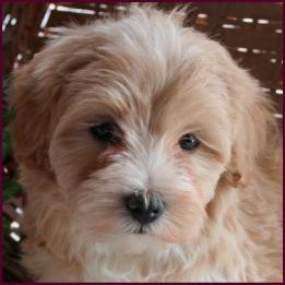 www.rollingmeadowspuppies.com