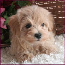 www.rollingmeadowspuppies.com
