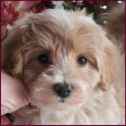 www.rollingmeadowspuppies.com