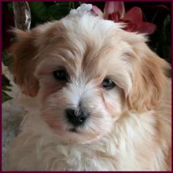 www.rollingmeadowspuppies.com