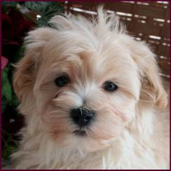 www.rollingmeadowspuppies.com