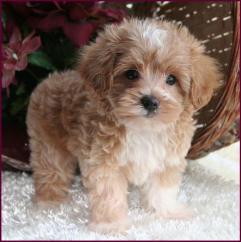 Maltipoo Puppy