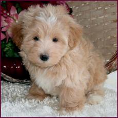 Maltipoo Puppy