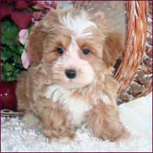 Maltipoo Puppy