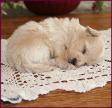 Maltipoo Puppy