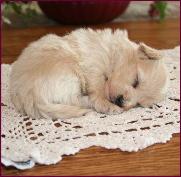Maltipoo Puppy