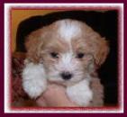 Maltipoo Puppy